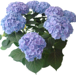 hortensia