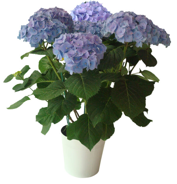 hortensia